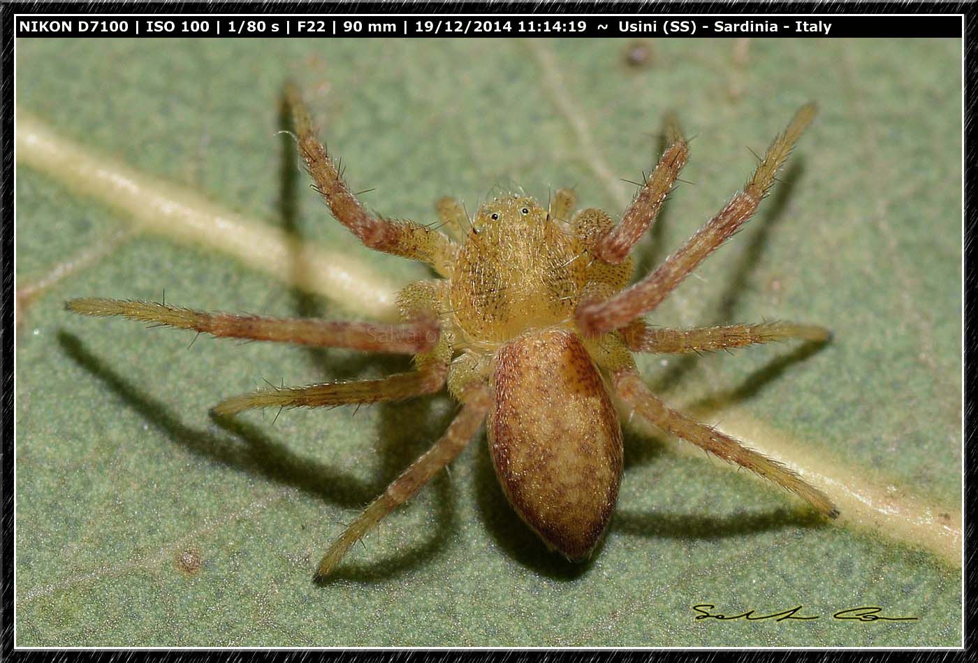 Philodromus sp. - Usini (SS)